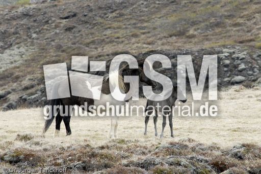 Islandpferde (23 von 50).jpg